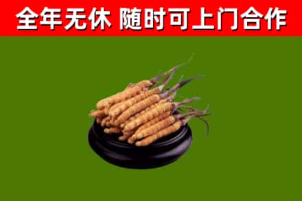 苍南县回收冬虫夏草