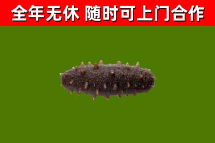 苍南县回收海参干